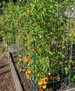 Beyond the Harvest: What Professional Gardeners Do With Tomato Plants in October