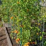 End-of-Season Tomato Care: How to Handle Your Garden’s Final Harvest and Prep Soil for Next Year