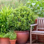 Essential Pre-Frost Preparation: Professional Advice for Safeguarding Your Container Garden This Winter