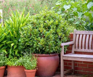 Essential Pre-Frost Preparation: Professional Advice for Safeguarding Your Container Garden This Winter