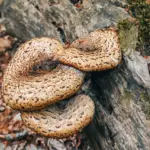 From Birth Month Birds to Fungi: Discovering Your Personal Birthday Mushroom Across the Seasons