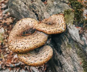 From Birth Month Birds to Fungi: Discovering Your Personal Birthday Mushroom Across the Seasons