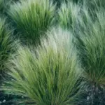 Garden Center Insider Reveals the Top High-Return Plants That Deliver Maximum Value for Your Landscape Investment