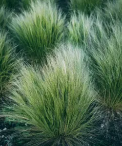 Garden Center Insider Reveals the Top High-Return Plants That Deliver Maximum Value for Your Landscape Investment