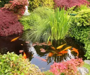 How Jennifer Aniston’s Bel Air Koi Pond Sparked a Viral Garden Design Trend
