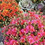 Mastering October Chrysanthemum Care: Essential Strategies to Extend Autumn Blooms and Ensure Spring Return
