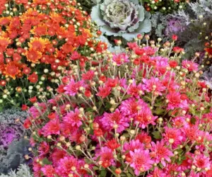Mastering October Chrysanthemum Care: Essential Strategies to Extend Autumn Blooms and Ensure Spring Return