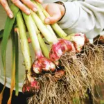 The Simple Planting Trick That Can Double the Size of Your Homegrown Garlic Bulbs