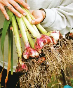 The Simple Planting Trick That Can Double the Size of Your Homegrown Garlic Bulbs