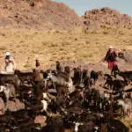 Walking the Ancient Paths: A Journey with Morocco’s Last Nomads