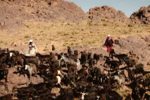 Walking with the Aït Atta: Preserving the Vanishing Nomadic Traditions of Morocco