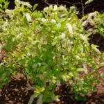 Why Autumn is the Premier Season to Plant Compact Shrubs for Spring Color