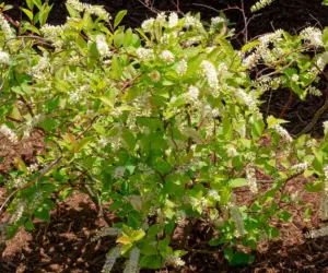 Why Autumn Is the Prime Season to Plant Compact Shrubs for Spectacular Spring Blooms