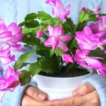 Why October Is the Crucial Month to Prepare Your Thanksgiving Cactus for Holiday Blooms
