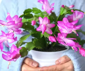 Why October Is the Crucial Month to Prepare Your Thanksgiving Cactus for Holiday Blooms