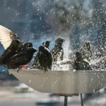 Why Your Backyard Bird Bath Is a Vital Lifeline This Winter—and How to Keep It Ice-Free