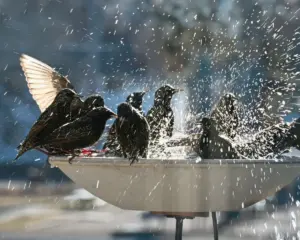 Why Your Backyard Bird Bath Is a Vital Lifeline This Winter—and How to Keep It Ice-Free